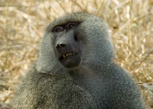Mono Babuino - parque nacional de Tarangire - Tanzania 1.jpg